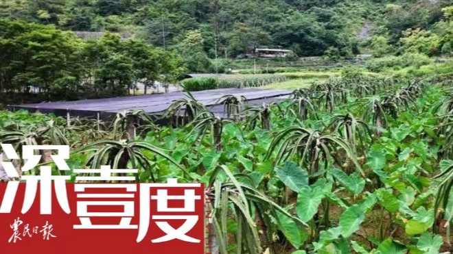 “熱作優(yōu)先”，石漠化治理新戰(zhàn)略